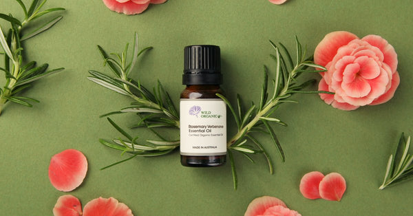 Clean and transparent scent, improve memory - Rosemary Verbenone - Wild Organic